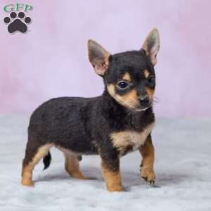 Theo, Chihuahua Puppy